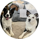 Matthew Chesley profile picture