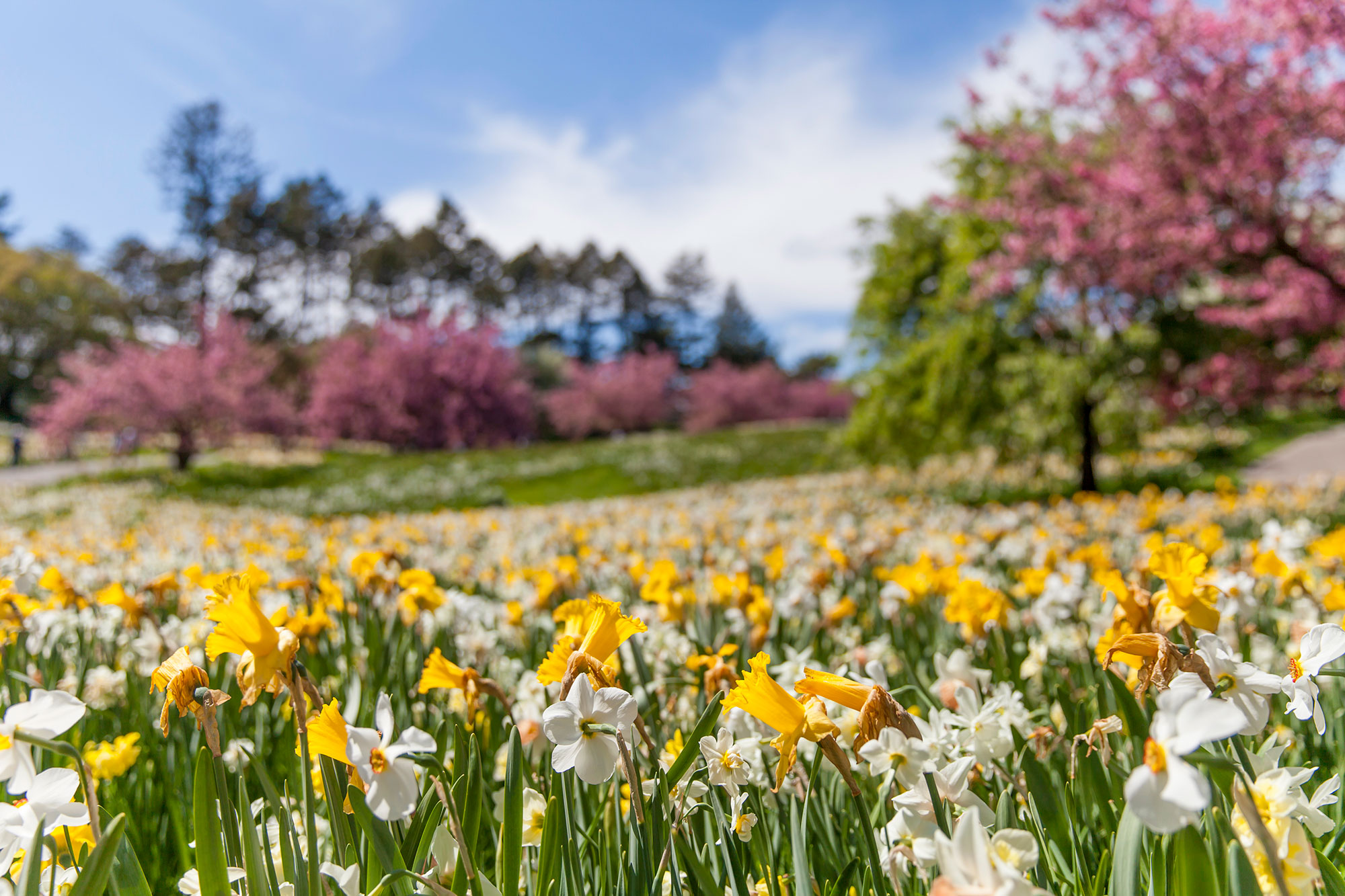 spring time with flowers in foreground and blooming trees in background