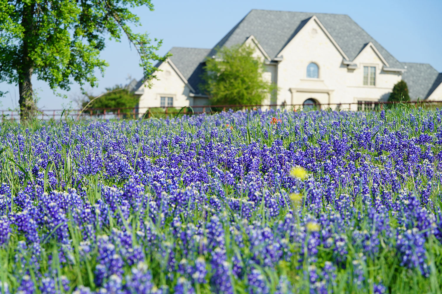 home in the country with spring flowers and bluebonnets